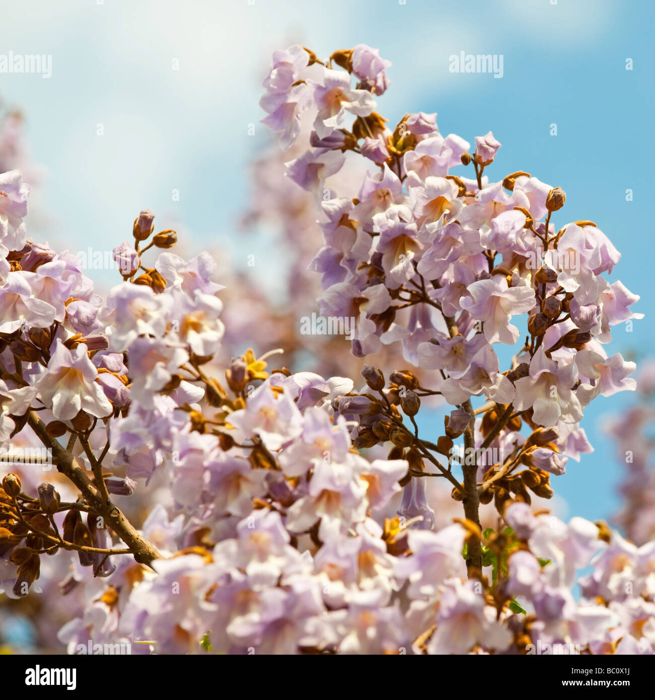 Paulownia ist eine Gattung Pflanzen in der Monogeneric-Familie Paulowniaceae Stockfoto