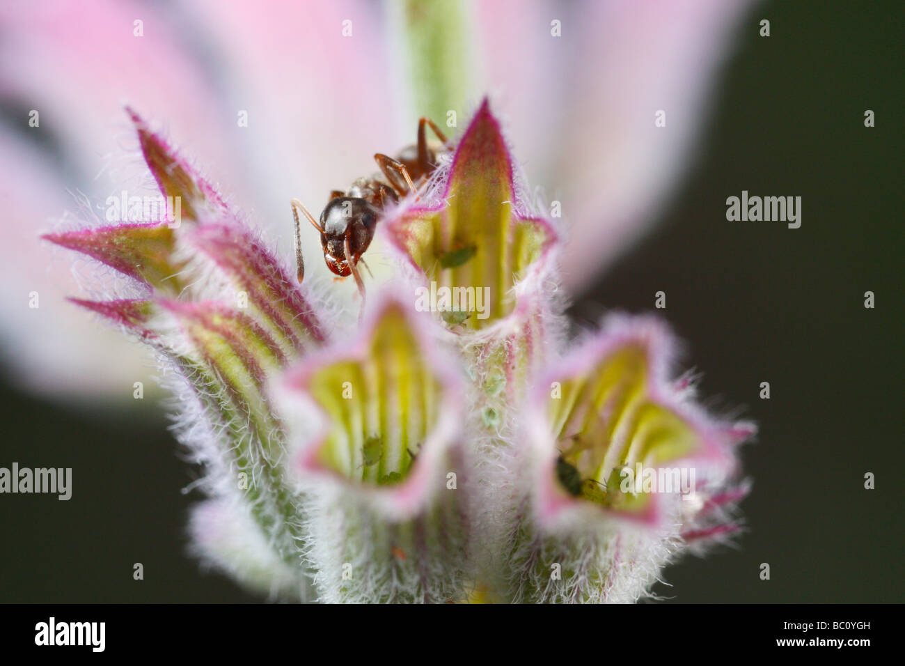 Lasius Niger, der schwarze Garten Ameisen und Blattläuse. Die Blattläuse sitzen im Inneren eine Katzenminze-Blüte Stockfoto