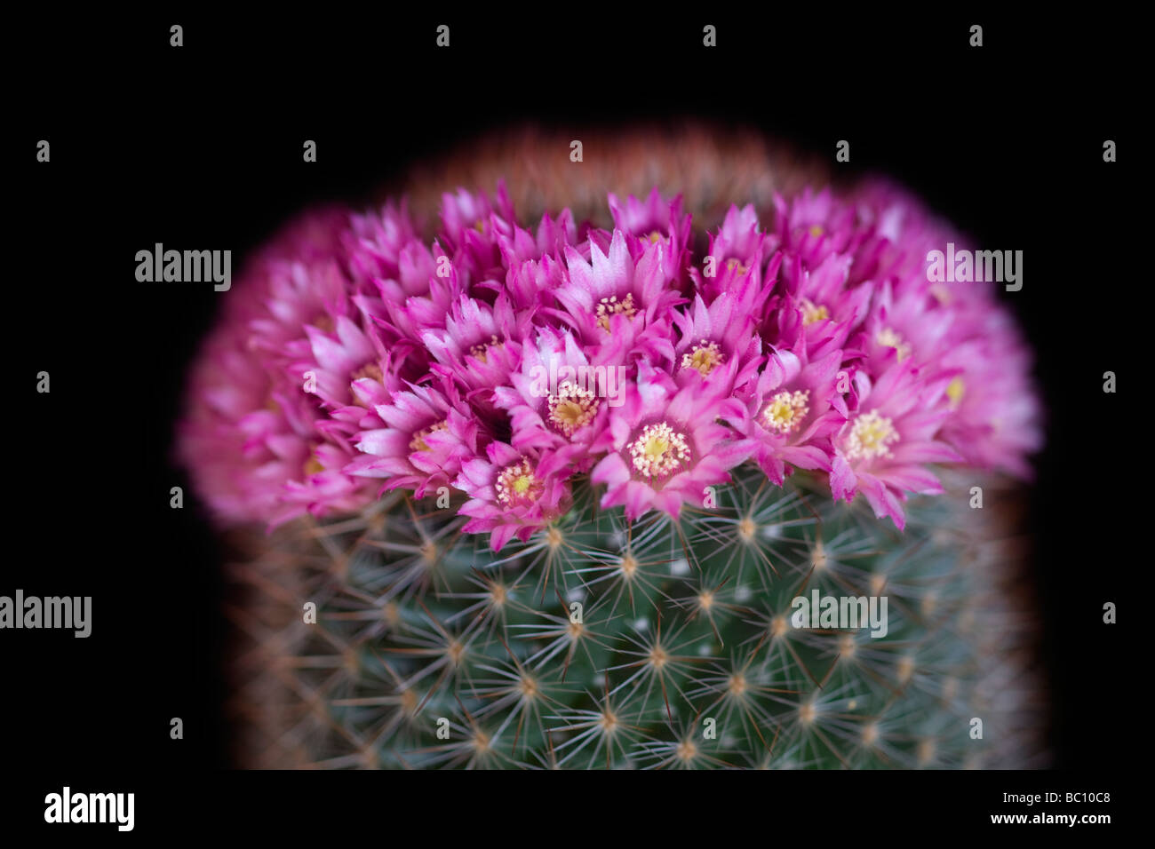 Ein saftiges in voller Blüte: Mammillaria Centraliplumosa. Kaktus (Mammillaria Centraliplumosa) En Fleurs. Stockfoto