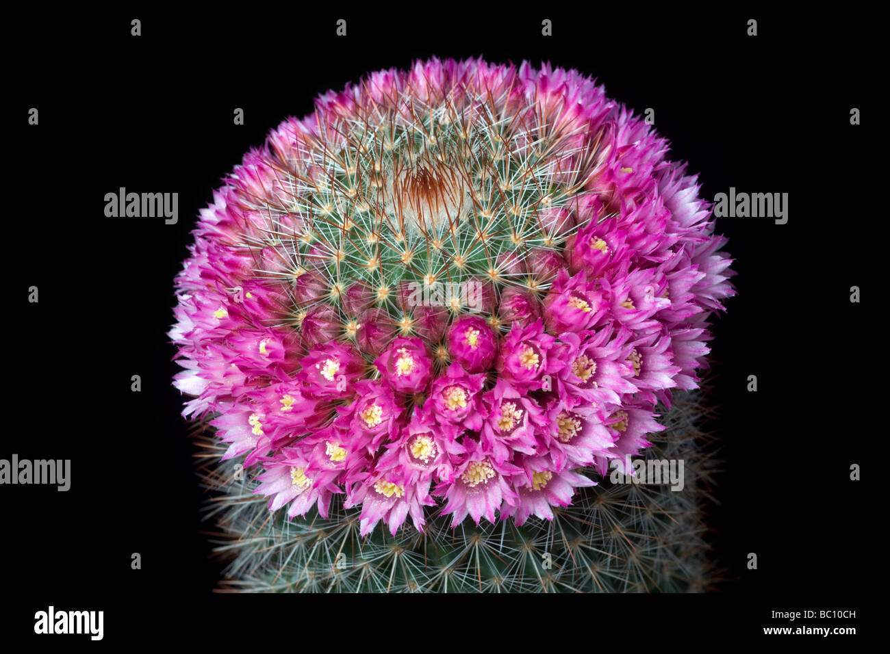 Ein saftiges in voller Blüte: Mammillaria Centraliplumosa. Kaktus (Mammillaria Centraliplumosa) En Fleurs. Stockfoto