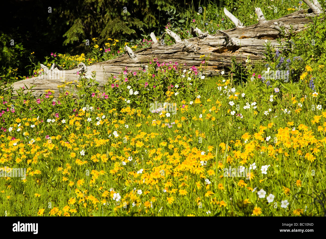Sommer Wildblumen im Yellowstone National Park Stockfoto