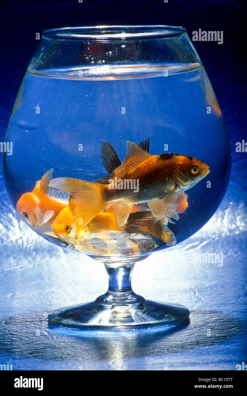 Goldfisch Cognac-Schwenker Schüssel Glas Tier Haustier Schwimmen Wasser beschränken beschränken kleinen Raum Farbe ziemlich anmutige Stockfoto