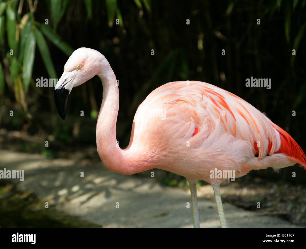 Chilenische Flamingo, Phoenicopterus Chilensis, Phoenicopteridae, Phoenicopteriformes Stockfoto