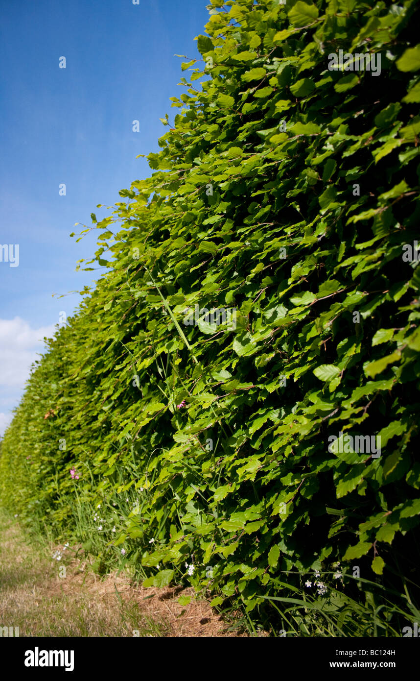 Eine Buche-Hecke Stockfoto