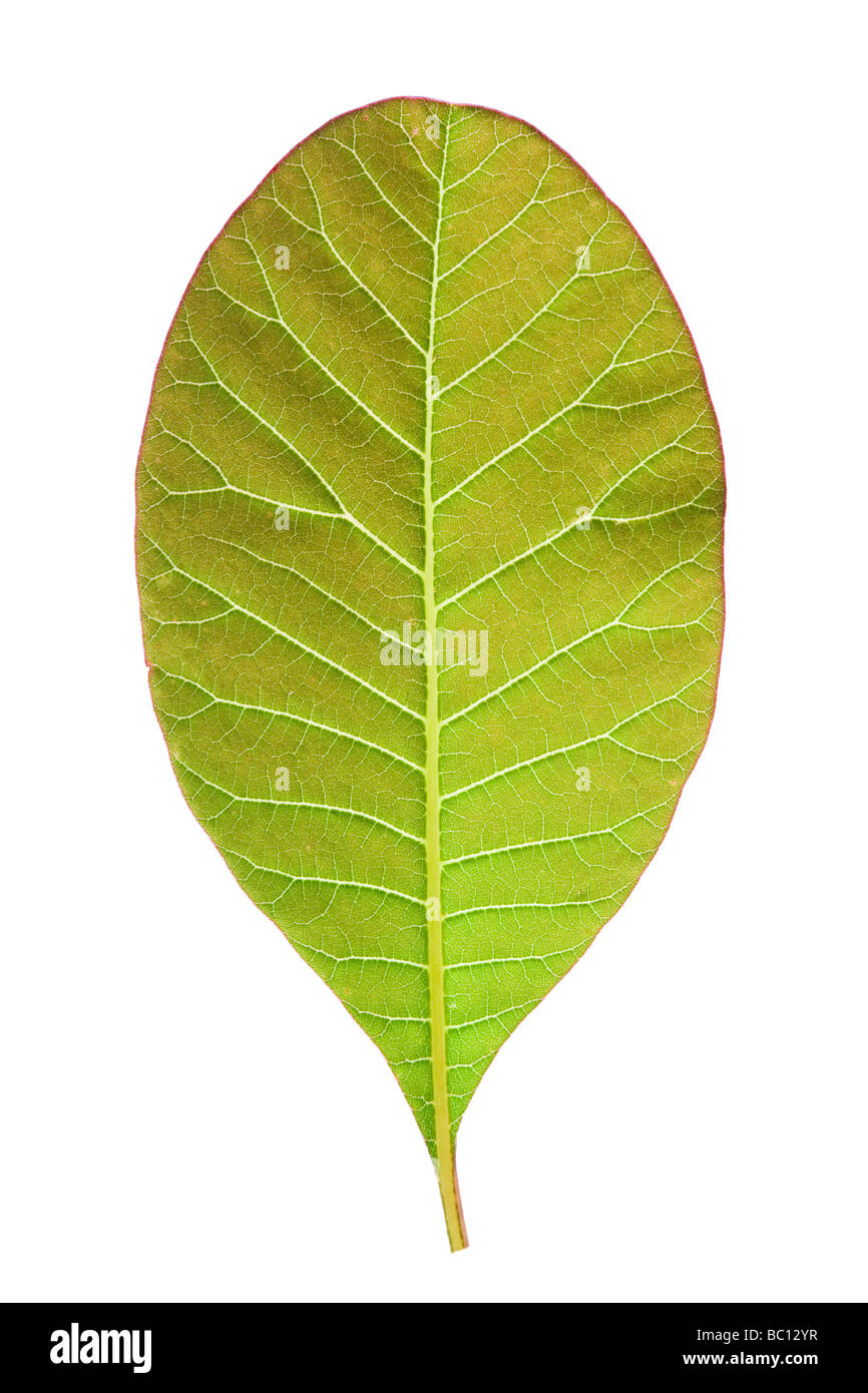 Ovale Blätter. Von Cotinus. Stockfoto
