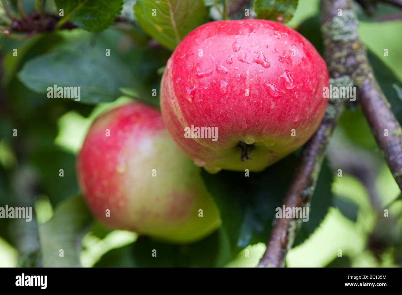 Malus 'Katja' Essen Apfel Stockfoto