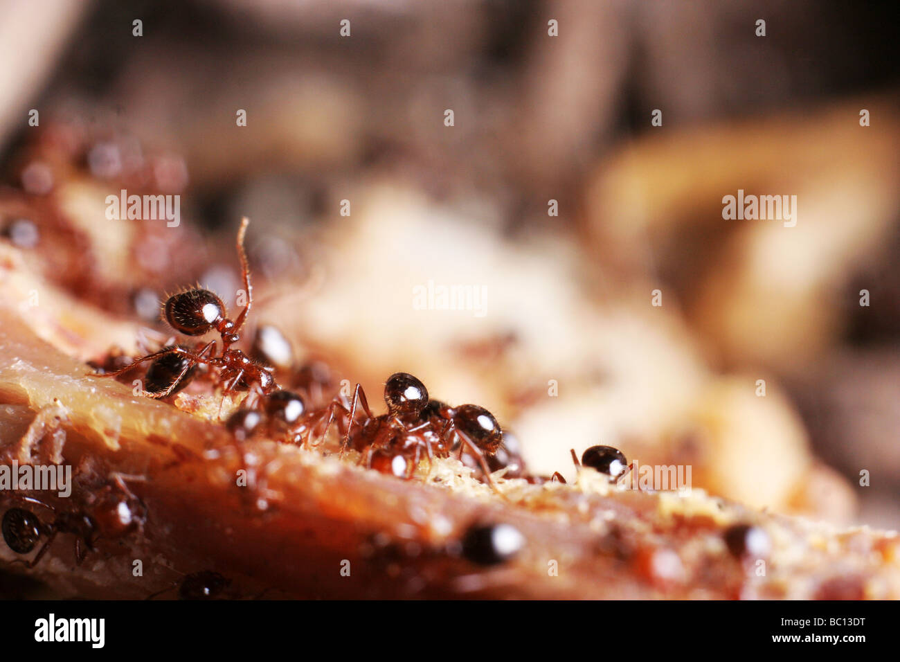 Ameisen Essen Stockfoto