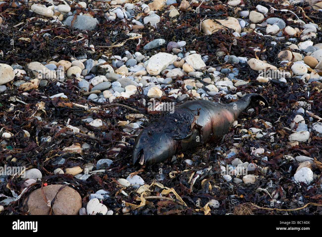 Ein toter Schweinswal am Strand von Robin Hoods Bay in North Yorkshire Stockfoto