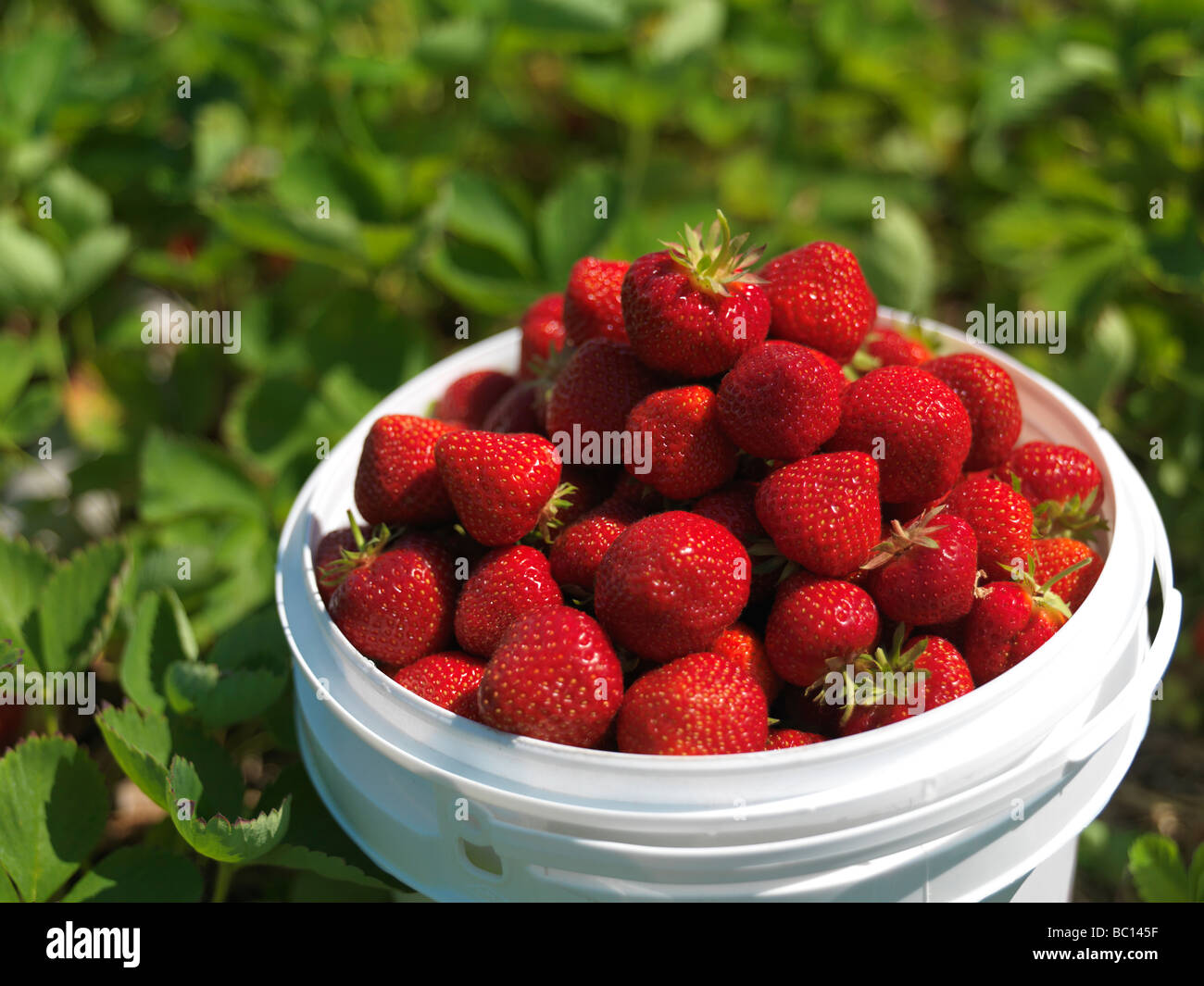 Eimer voller reifer Erdbeeren auf einem Pick deine eigene farm Stockfoto