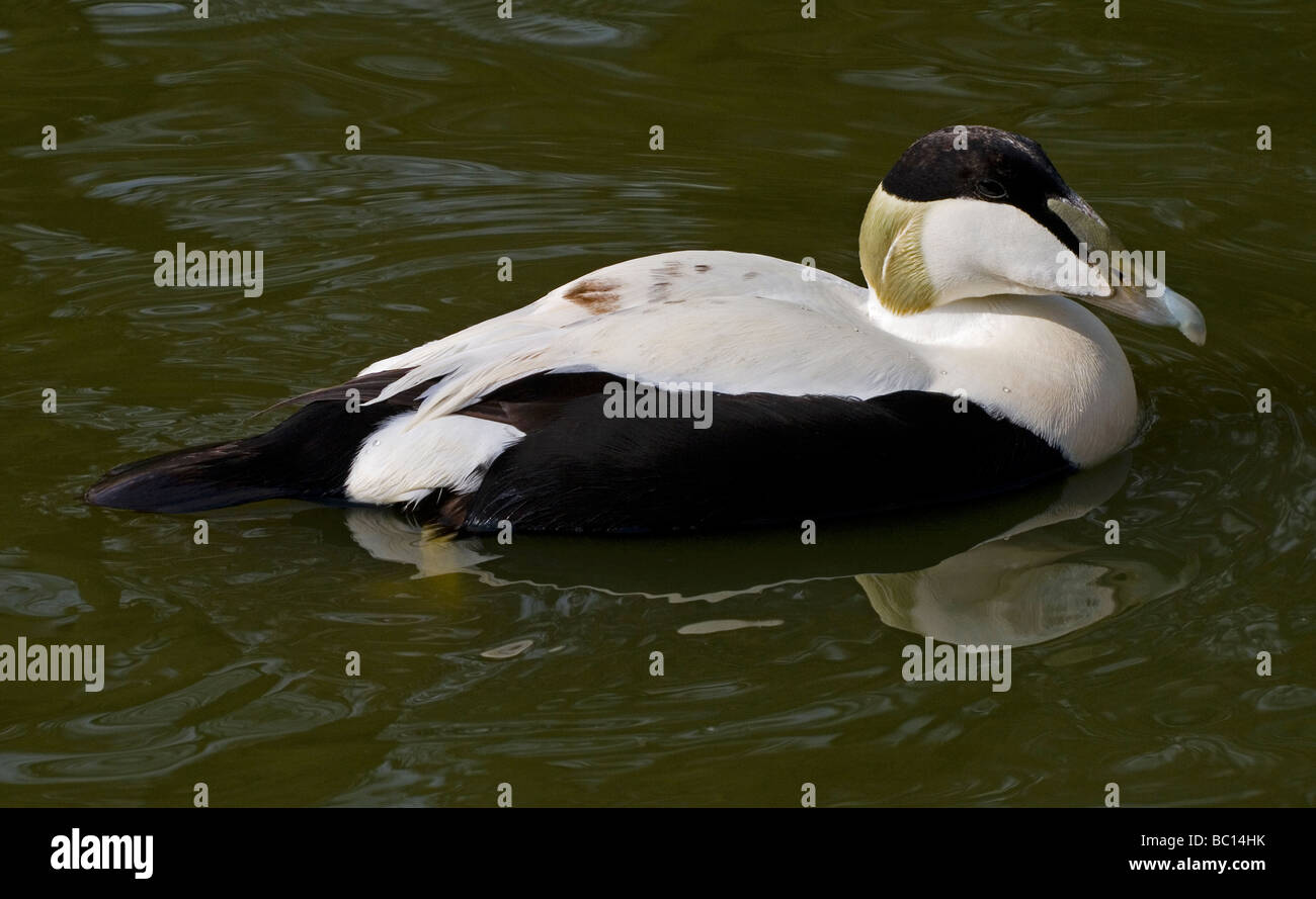 Die gemeinsame Eider, Somateria Mollissima, ist eine große Meer-Ente in der Arktis und Nord-Europa, Amerika und Sibirien gefunden Stockfoto