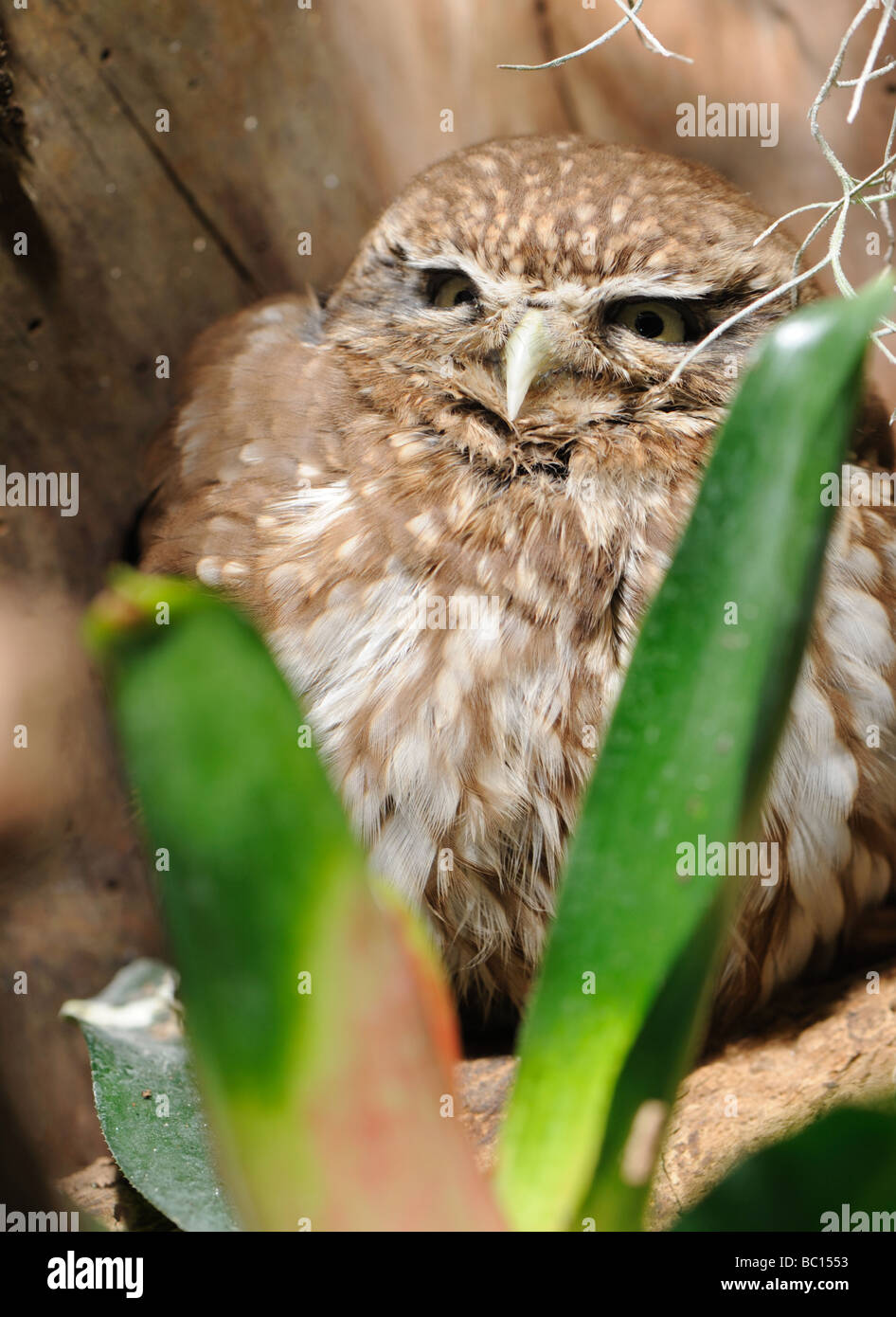 Eule A Nacht Greifvogel mit großer runder Kopf größere Augen und mit dem kurzen gebogenen Schnabel Stockfoto