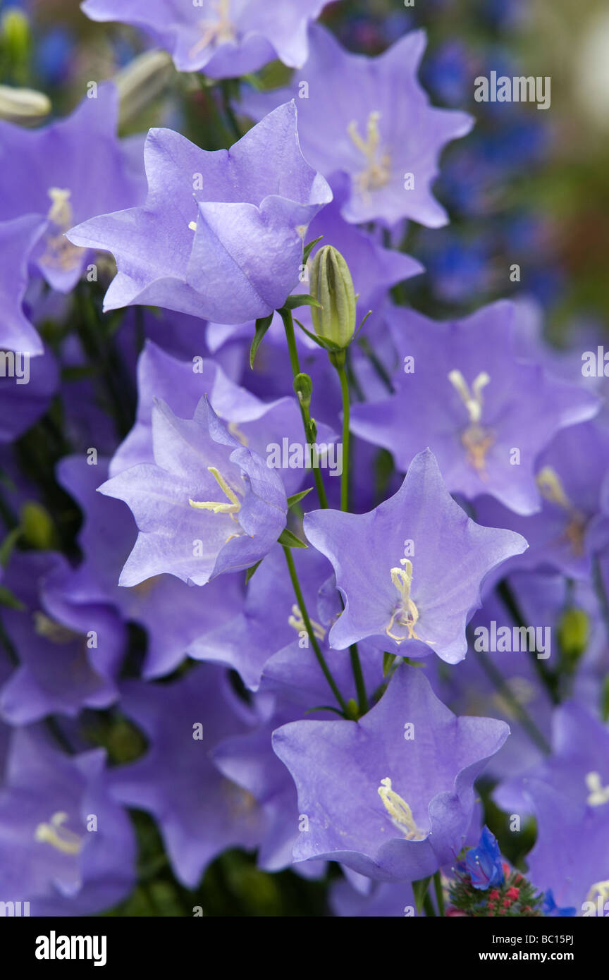 Campanula Persicifolia blau.  Glockenblume in einem englischen Garten Stockfoto