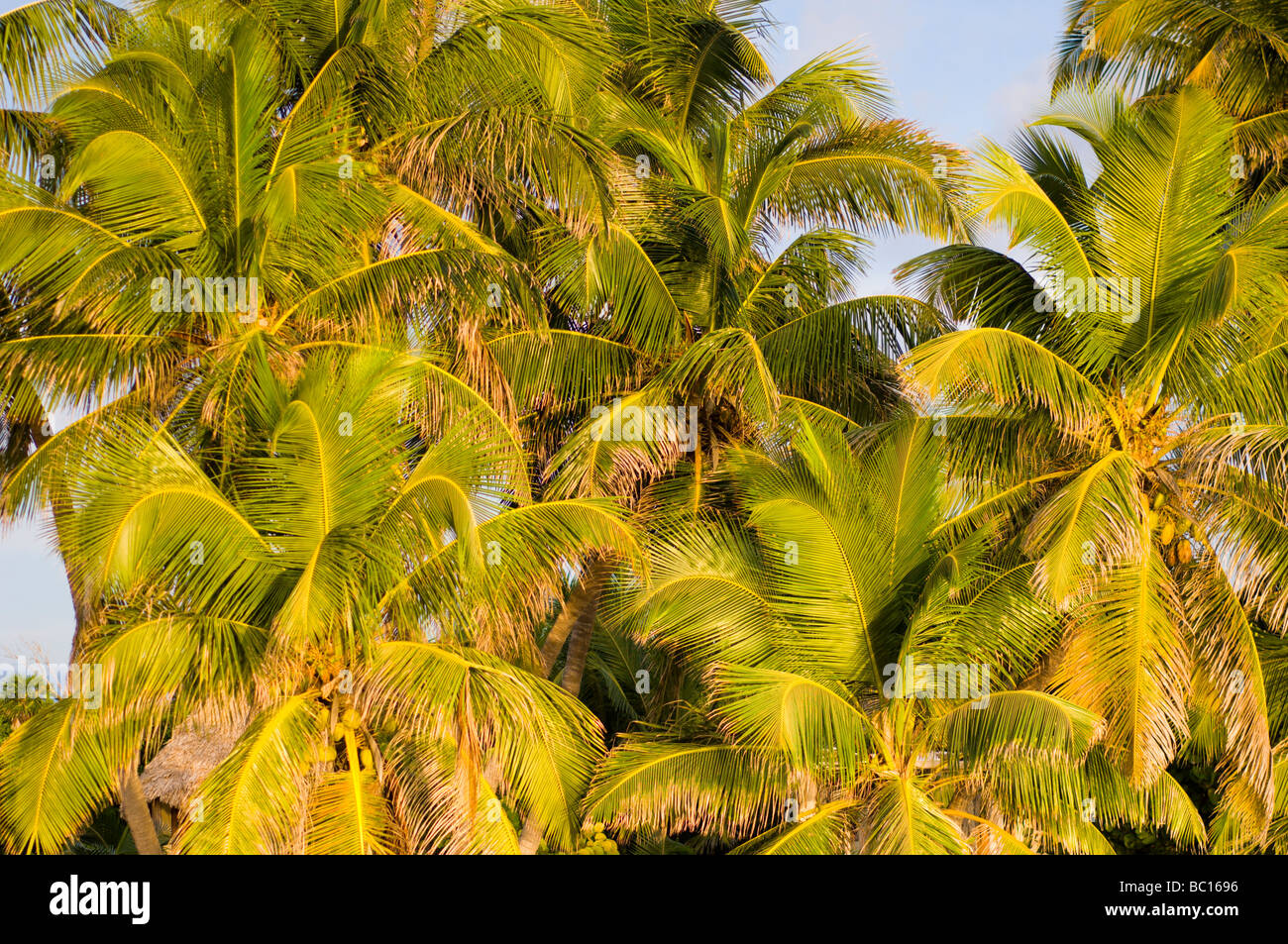 Kokospalmen füllen die Aussicht auf Ambergris Caye, Belize. Stockfoto