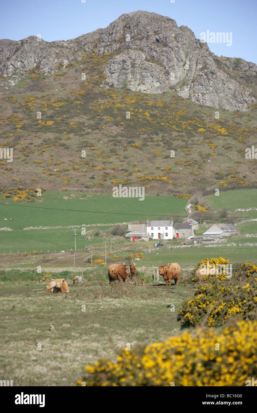 Fläche von St Davids Common, Wales. Bauernhof-Szene in der Nähe der walisischen Stadt von Str. Davids mit Carn Llidi im Hintergrund. Stockfoto