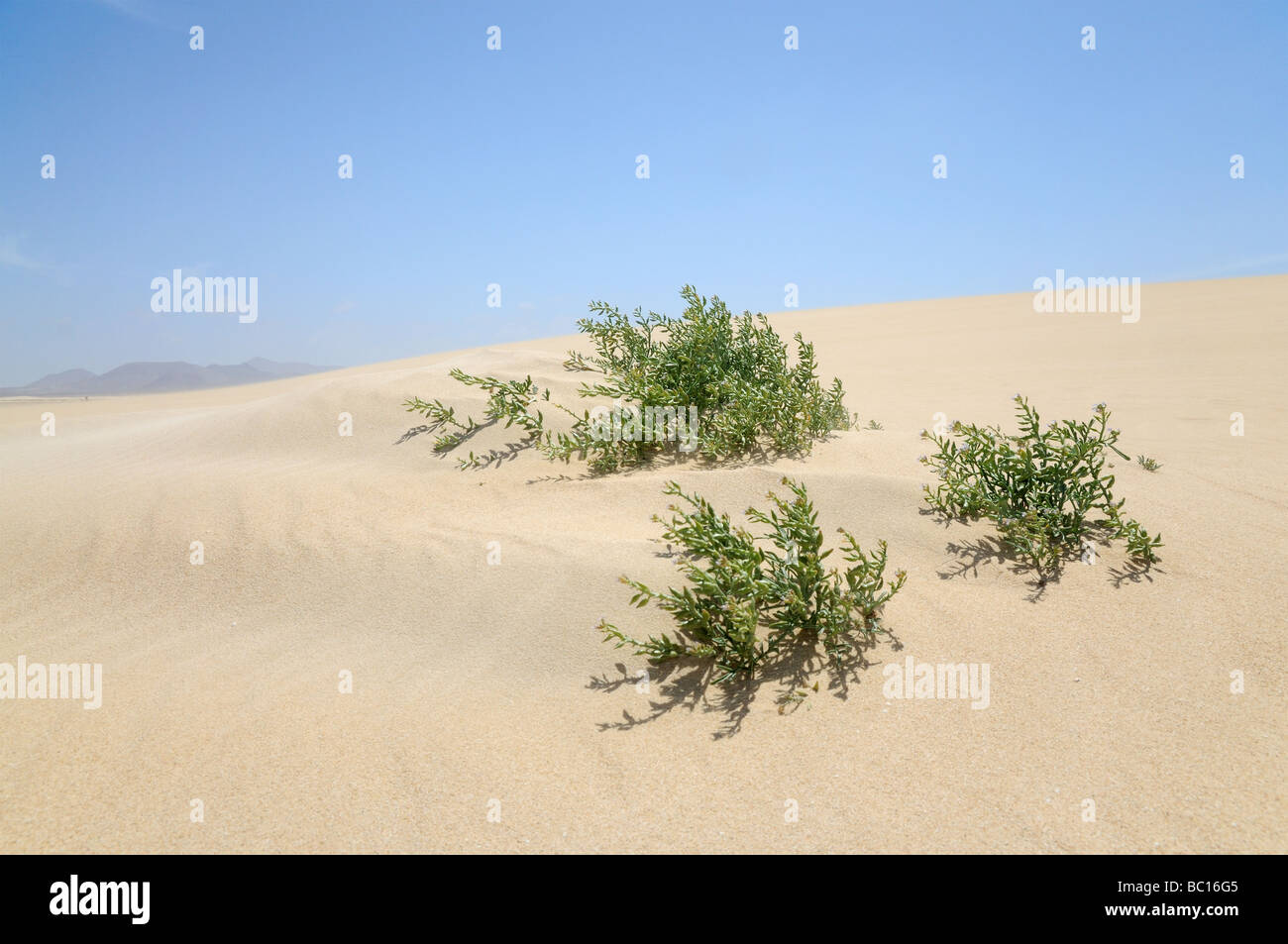 Einsame Pflanze in den Dünen auf der Kanarischen Insel Fuerteventura, Spanien Stockfoto