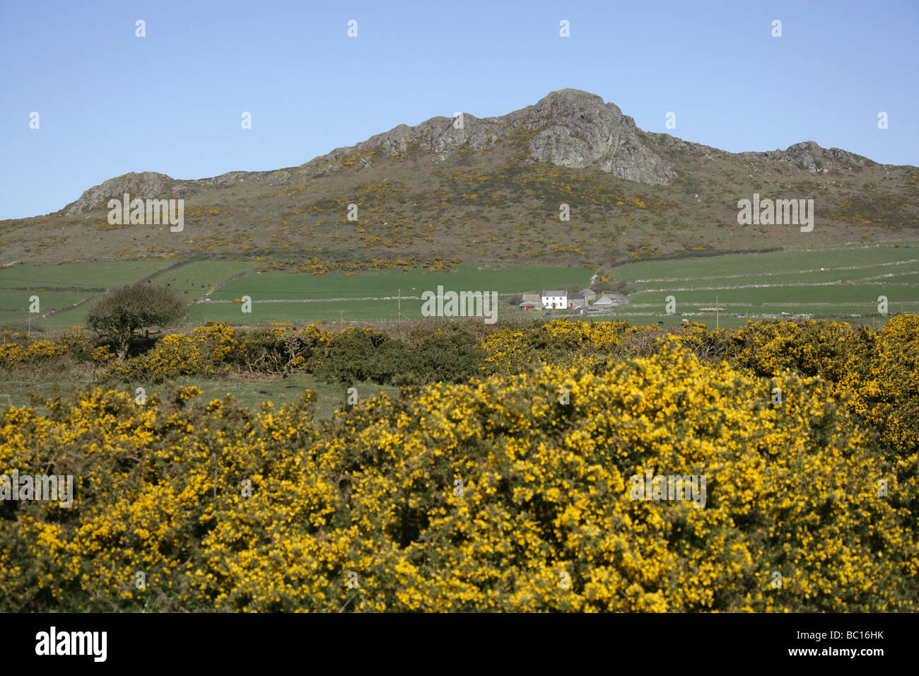 Fläche von St Davids Common, Wales. Bauernhof-Szene in der Nähe der walisischen Stadt von Str. Davids mit Carn Llidi im Hintergrund. Stockfoto