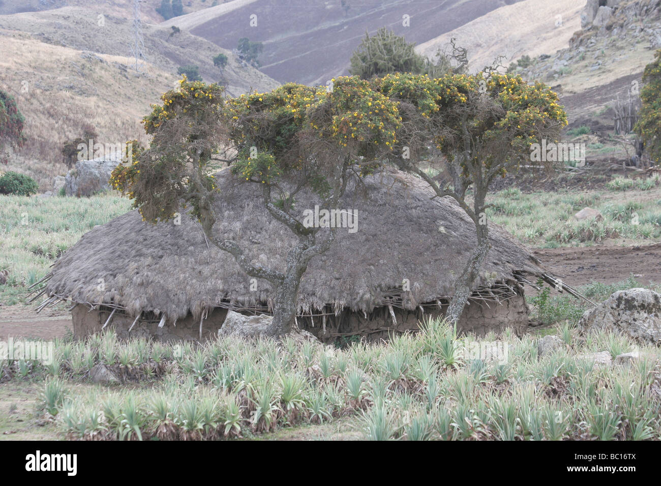 Afrika nördlichen Äthiopien Lalibela strohgedeckten Hütte Stockfoto