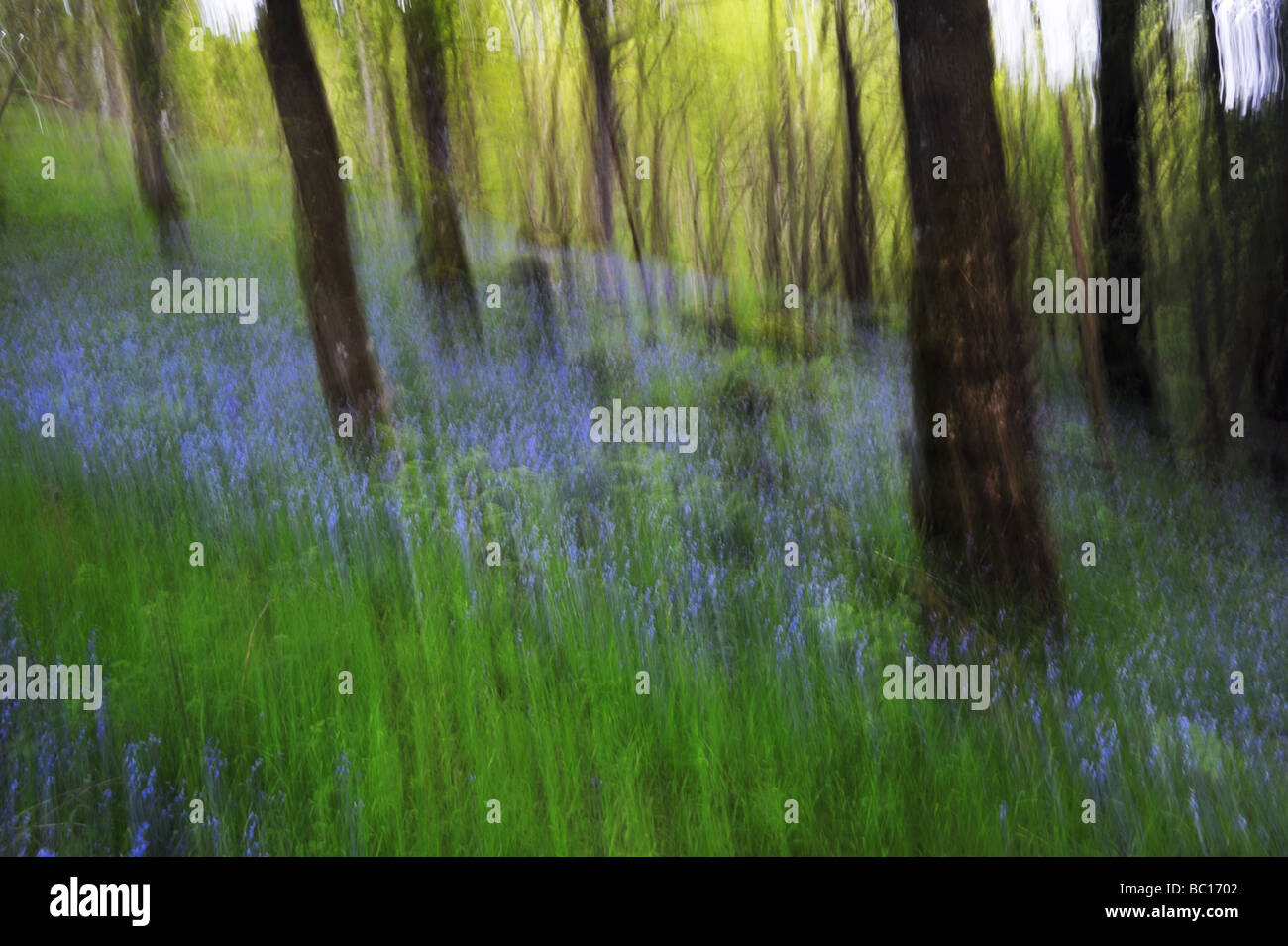 Impressionistischen Blick auf Doon Holz mit Glockenblumen, Heimat der Fairy Knowe (Knoll), Aberfoyle, Schottland Stockfoto Impressionistischen Blick auf Doon Holz mit Glockenblumen, Heimat der Fairy Knowe (Knoll), Aberfoyle, Schottland Stockfoto