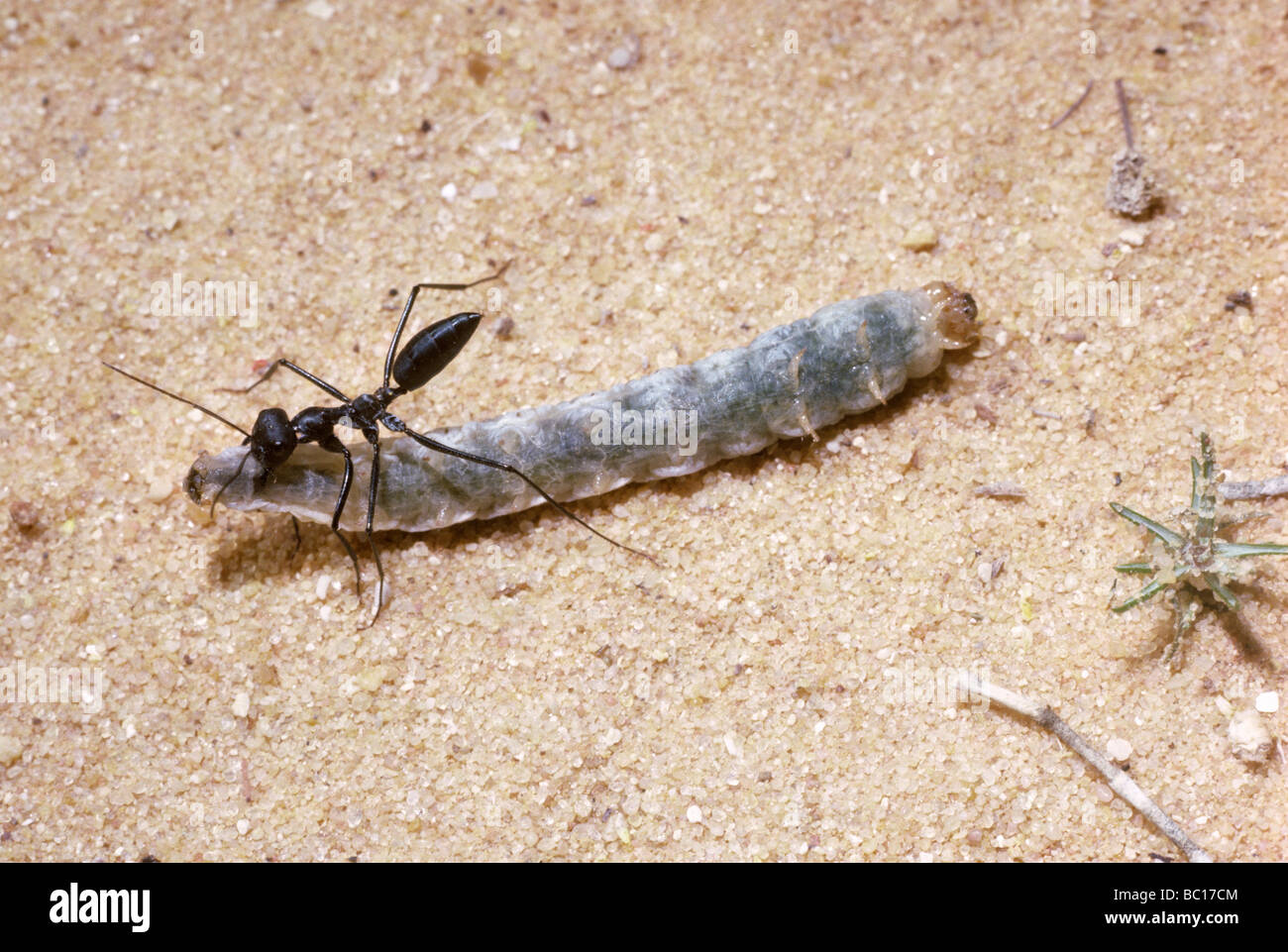 Ameise Cataglyphis Nigra zerren eine Raupe zurück zu seinem Nest in Wüste Israels Stockfoto