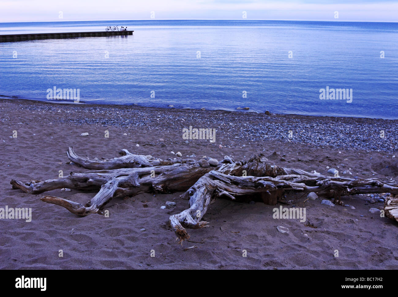 Treibholz am Sandstrand des Lake Ontario und Menschen entspannen am Pier in Toronto in der Dämmerung Stockfoto