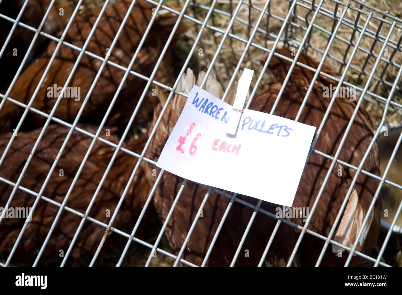 Hühner in einem Käfig auf dem Waliser Spiel Fair 2009 verkauft Stockfoto