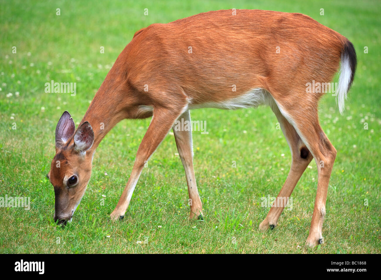 White tailed Deer Odocoileus Virginianus Fütterung entlang der Seite der Straße auf einer Wiese im Juni im oberen New York State Stockfoto