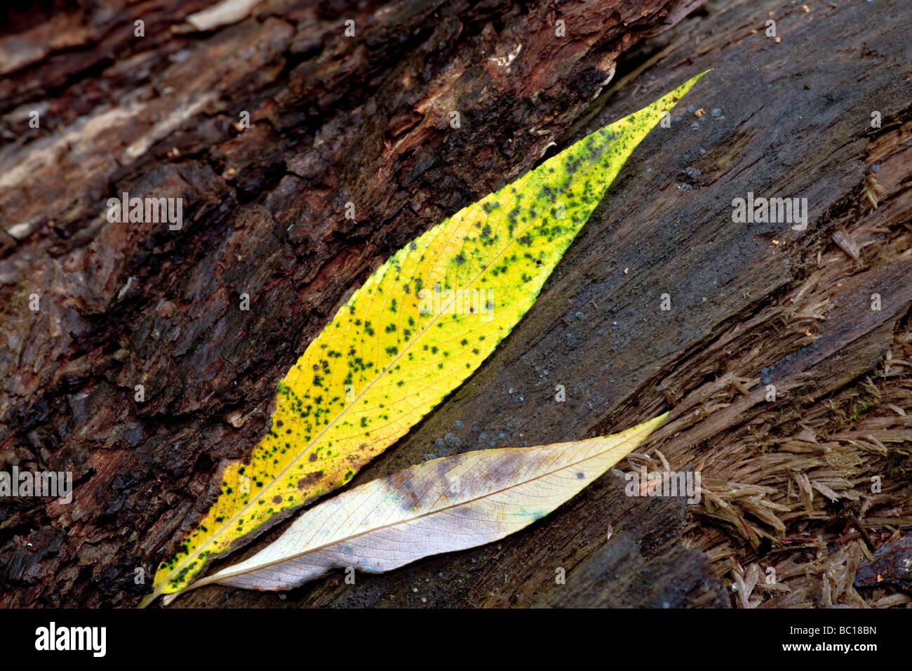 Gefallenen Weidenblättern in North Woods von Central Park Stockfoto