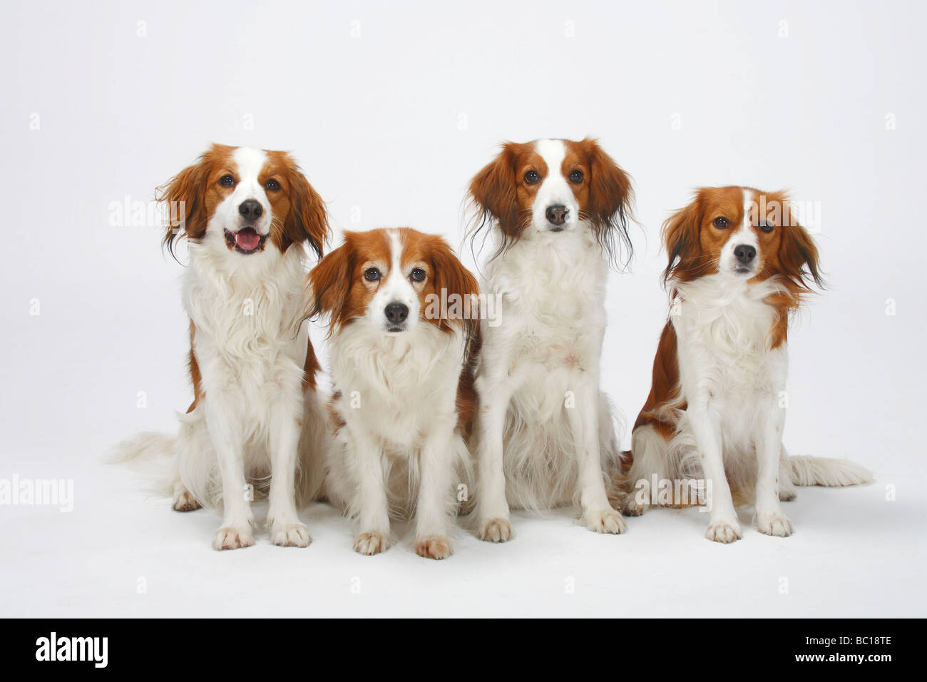 Kooikerhondje kleine niederländische Wasservögel Hund Stockfoto