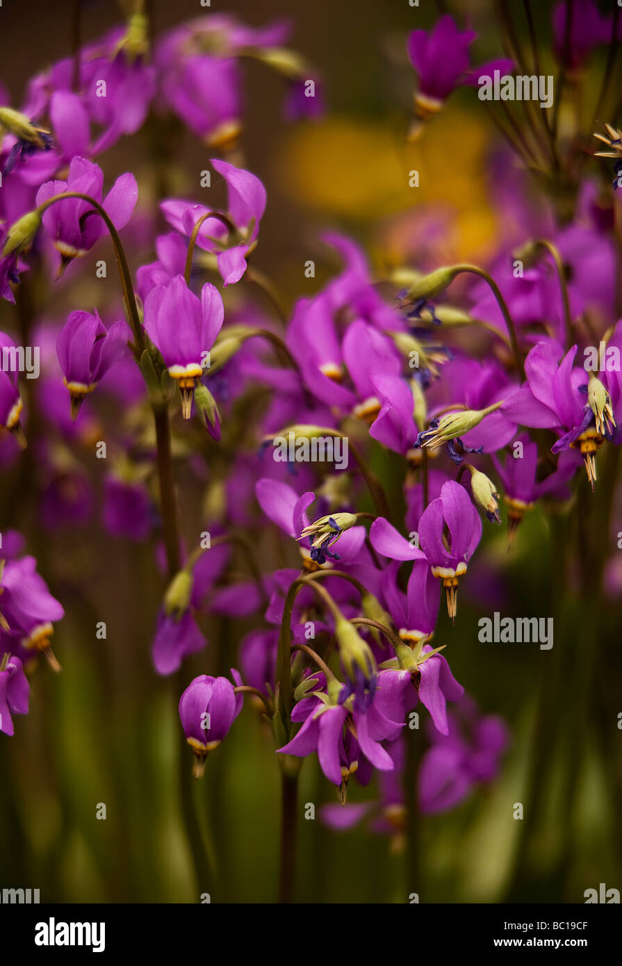 Cluster von Sternschnuppen (Primel) Wildblumen in native Einstellung Stockfoto