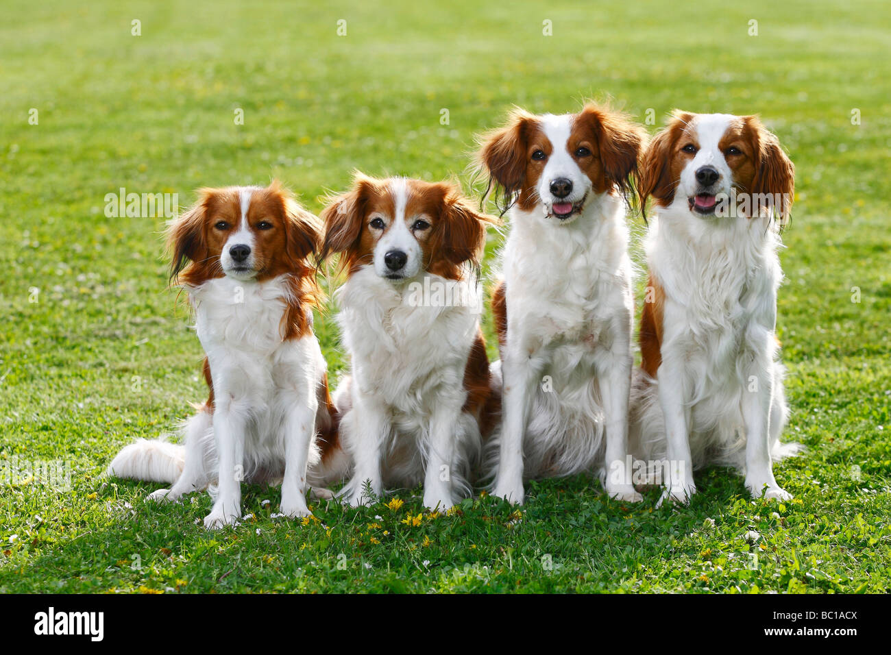 Kooikerhondje kleine niederländische Wasservögel Hund Stockfoto