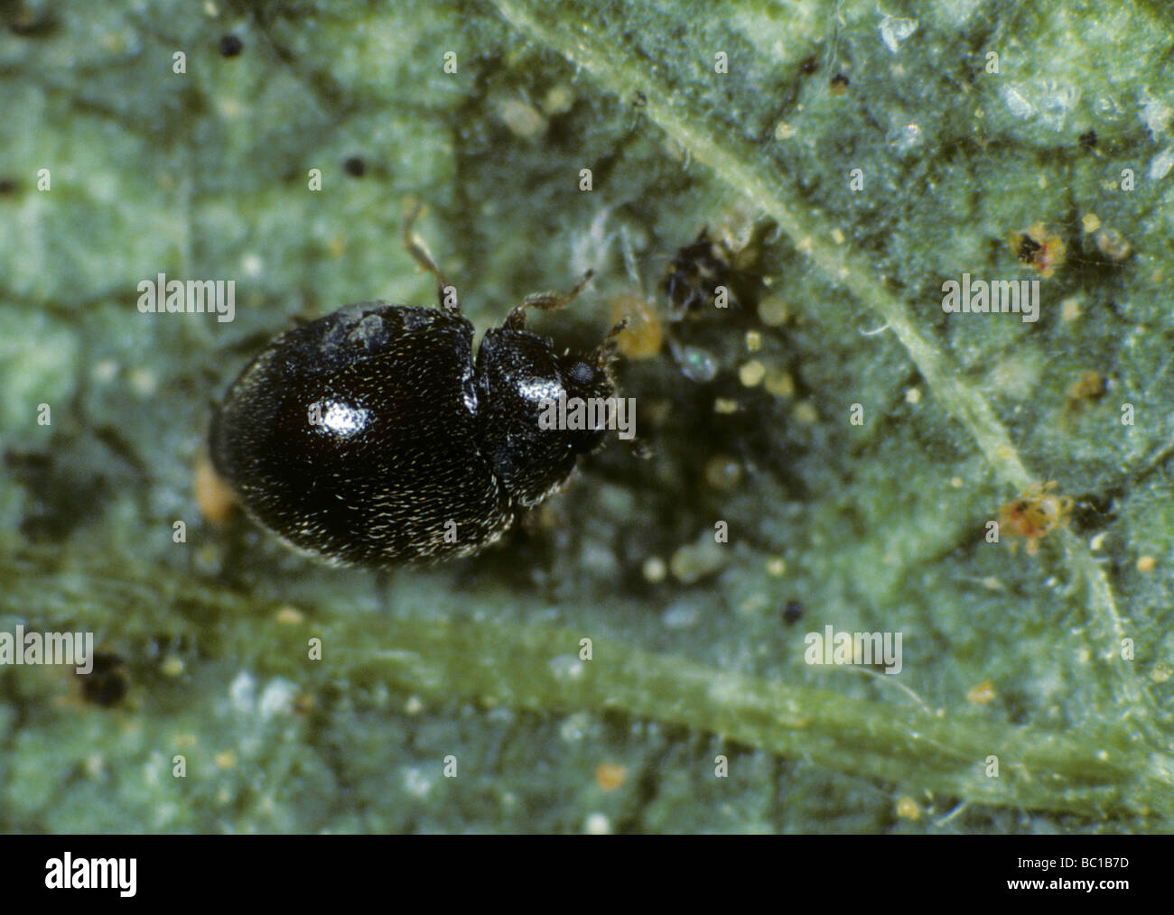 Winzige schwarze Marienkäfer Stethorus Punctillum und Tetranychus Urticae Beute Stockfoto