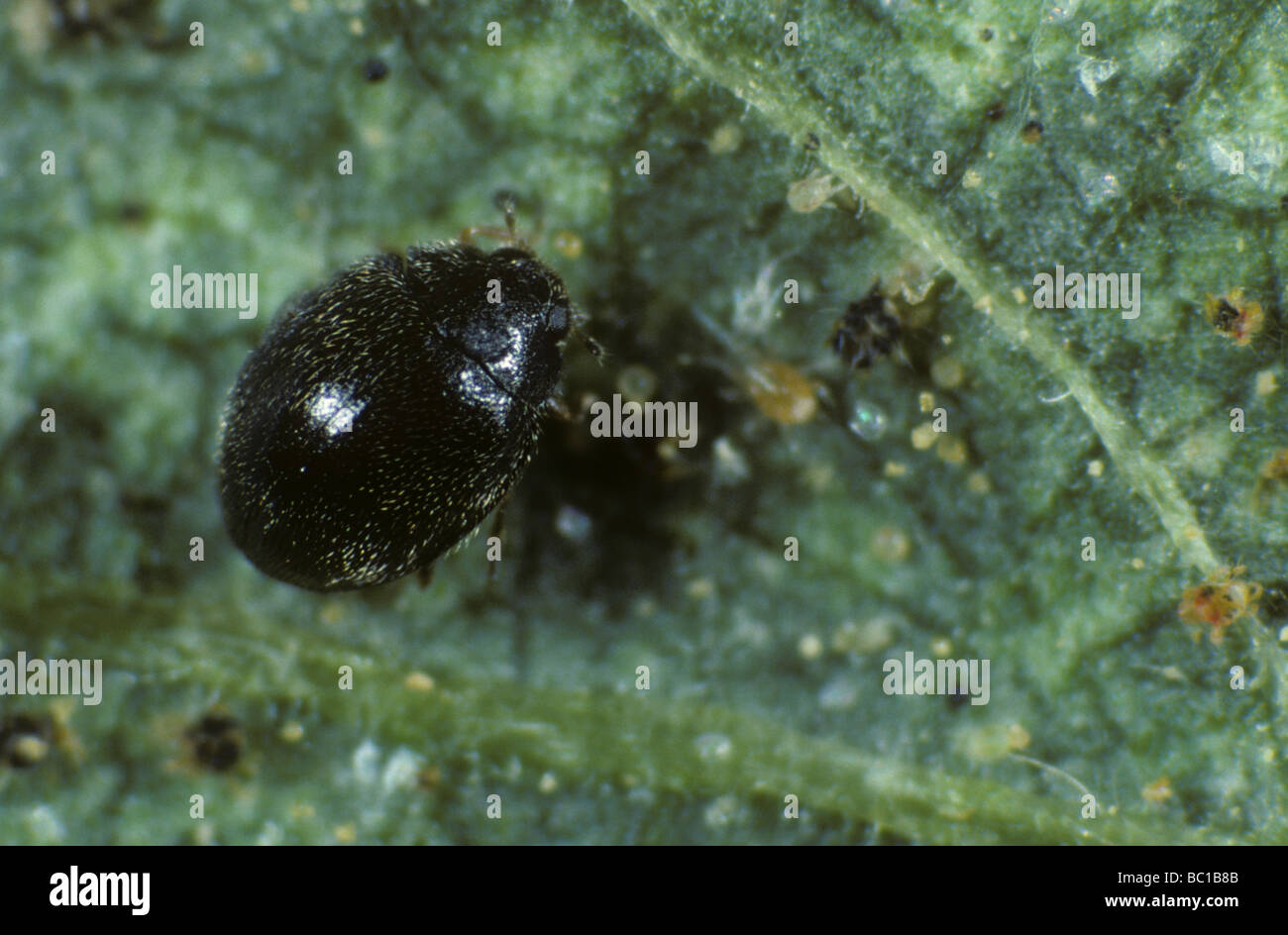 Winzige schwarze Marienkäfer Stethorus Punctillum Erwachsene mit Spinnmilbe Beute Stockfoto