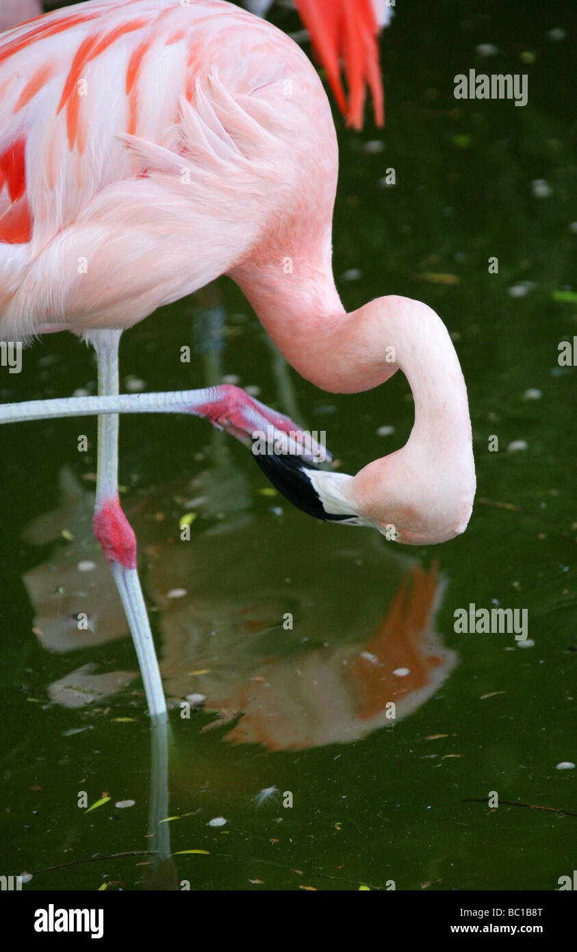 Chilenische Flamingo, Phoenicopterus Chilensis, Phoenicopteridae, Phoenicopteriformes Stockfoto