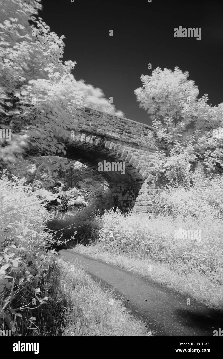 ENGLAND Tyne tragen Holywell Dene atmosphärischen Schwarz-Weiß Bild Steinbrücke und Wälder in Dene grenznaher Northumberland Stockfoto