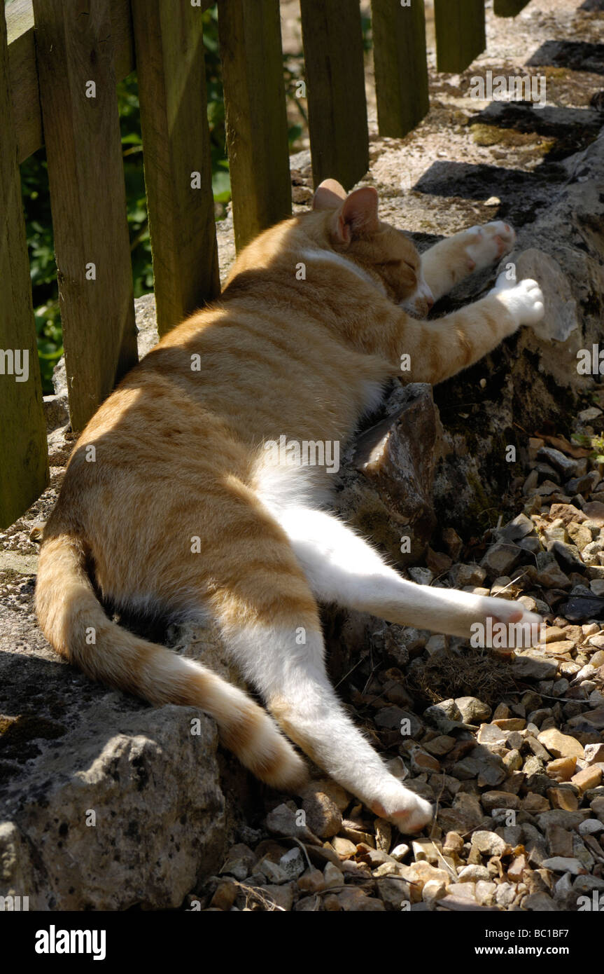 Eine Ingwer Katze schlafend unter einem Gartenzaun im Sommer Stockfoto
