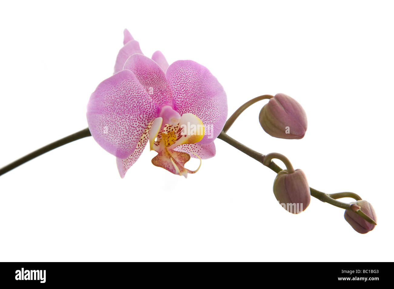 Orchidee auf weißem Hintergrund Stockfoto
