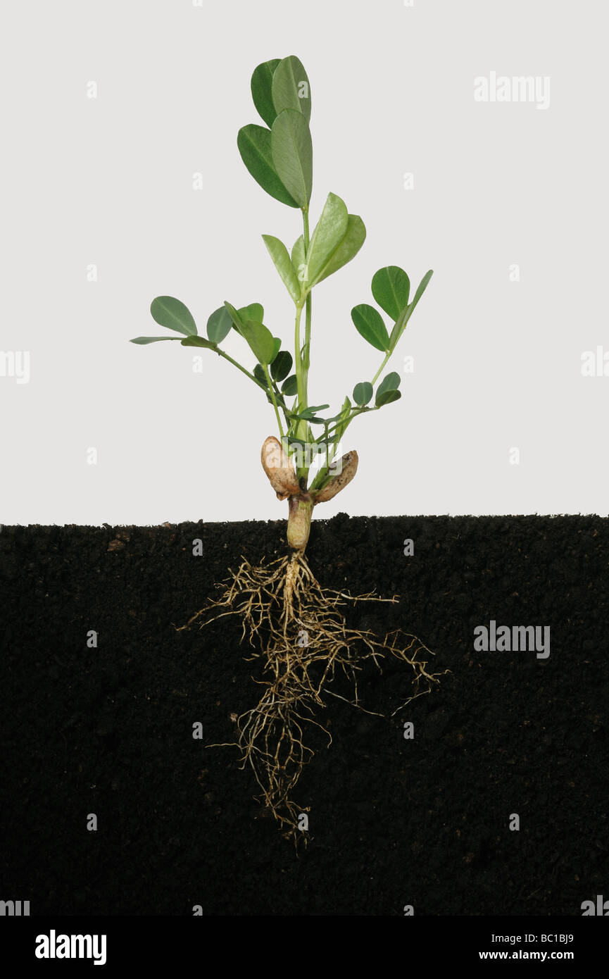 Junge Erdnuss Pflanze noch mit Samen essen Blättern, Wurzeln und mehrere Laubblätter Stockfoto