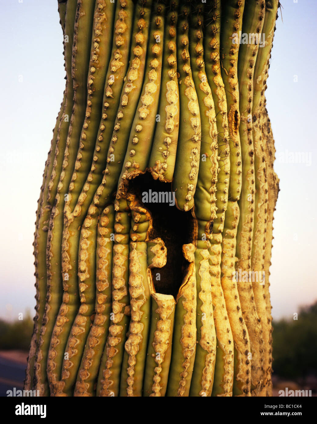 Nahaufnahme eines alten Saguaro mit Loch Stockfoto