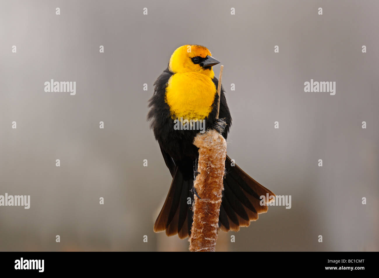 Gelb-vorangegangene Amsel 09399 Stockfoto