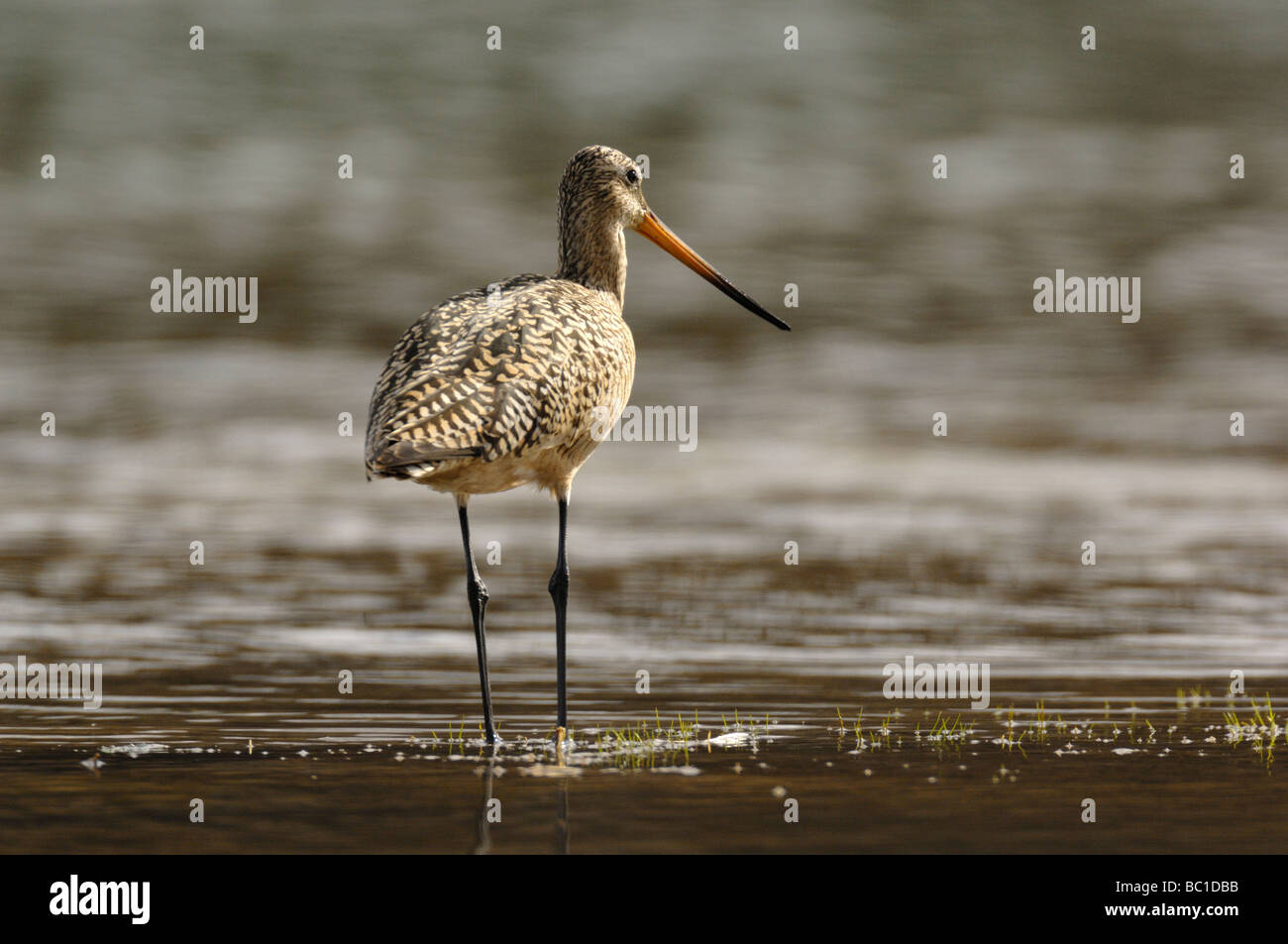 Ein Bild von einem Marmorierten godwit Shorebird. Stockfoto