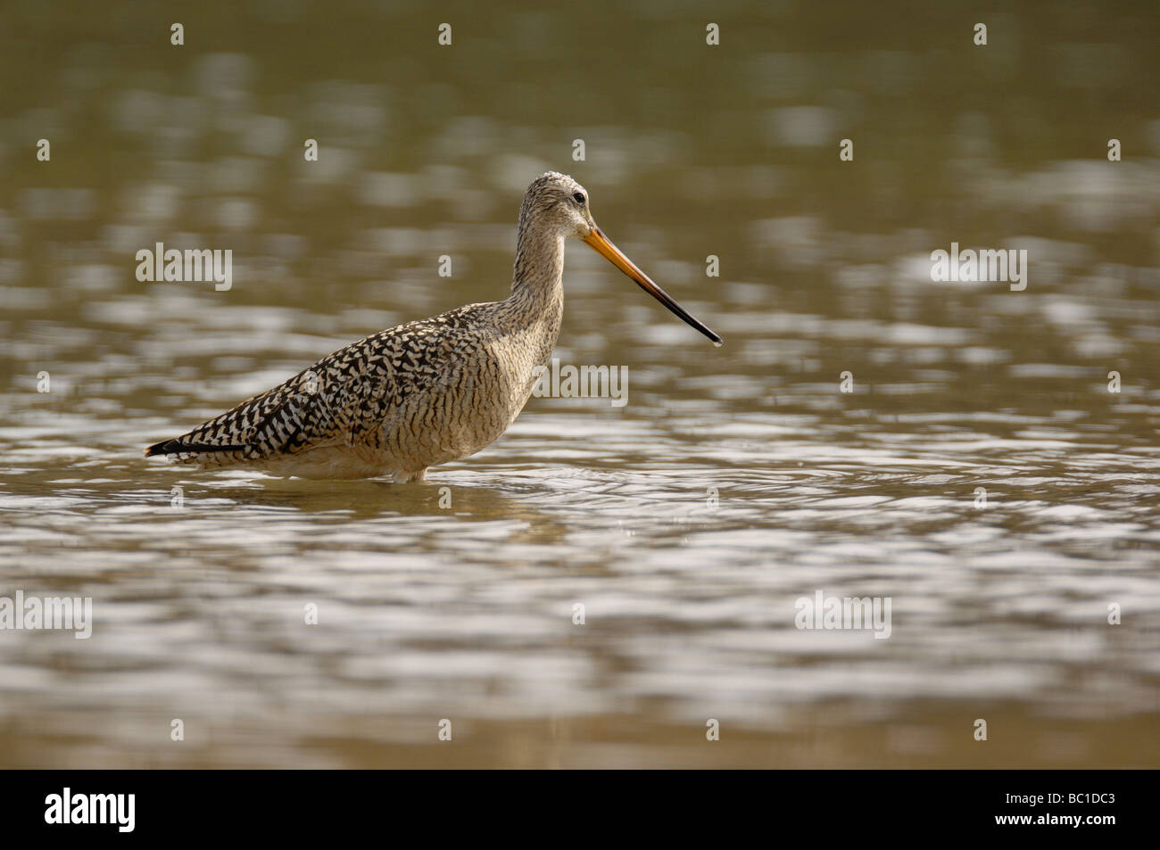 Eine marmorierte godwit Shorebird sucht entlang der flachen Ufer eines Sees in Alberta, Kanada Stockfoto