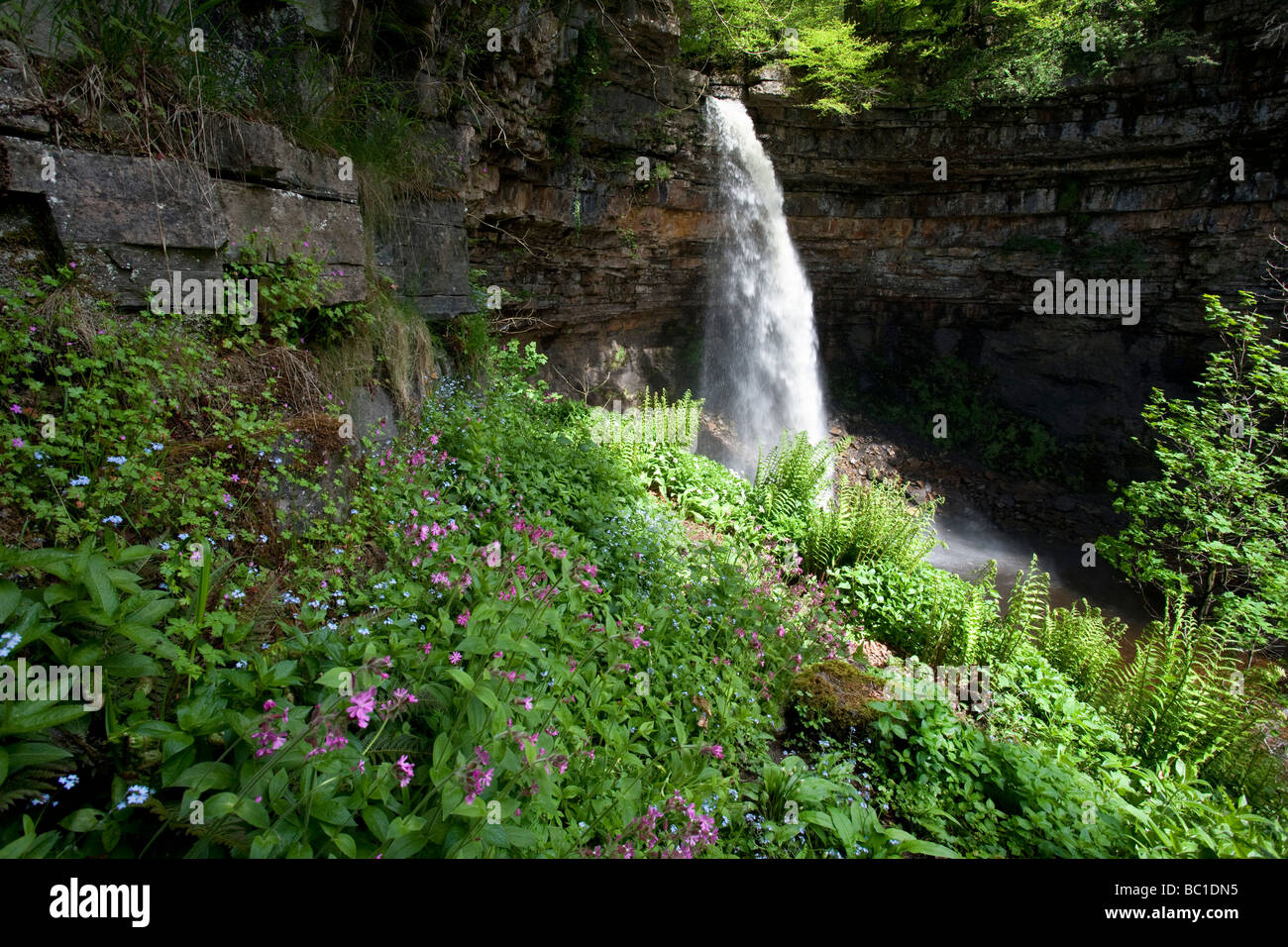 Hardraw Kraft angeblich Englands höchste Freefall Wasserfall obere Wensleydale Yorkshire Dales National Park Stockfoto