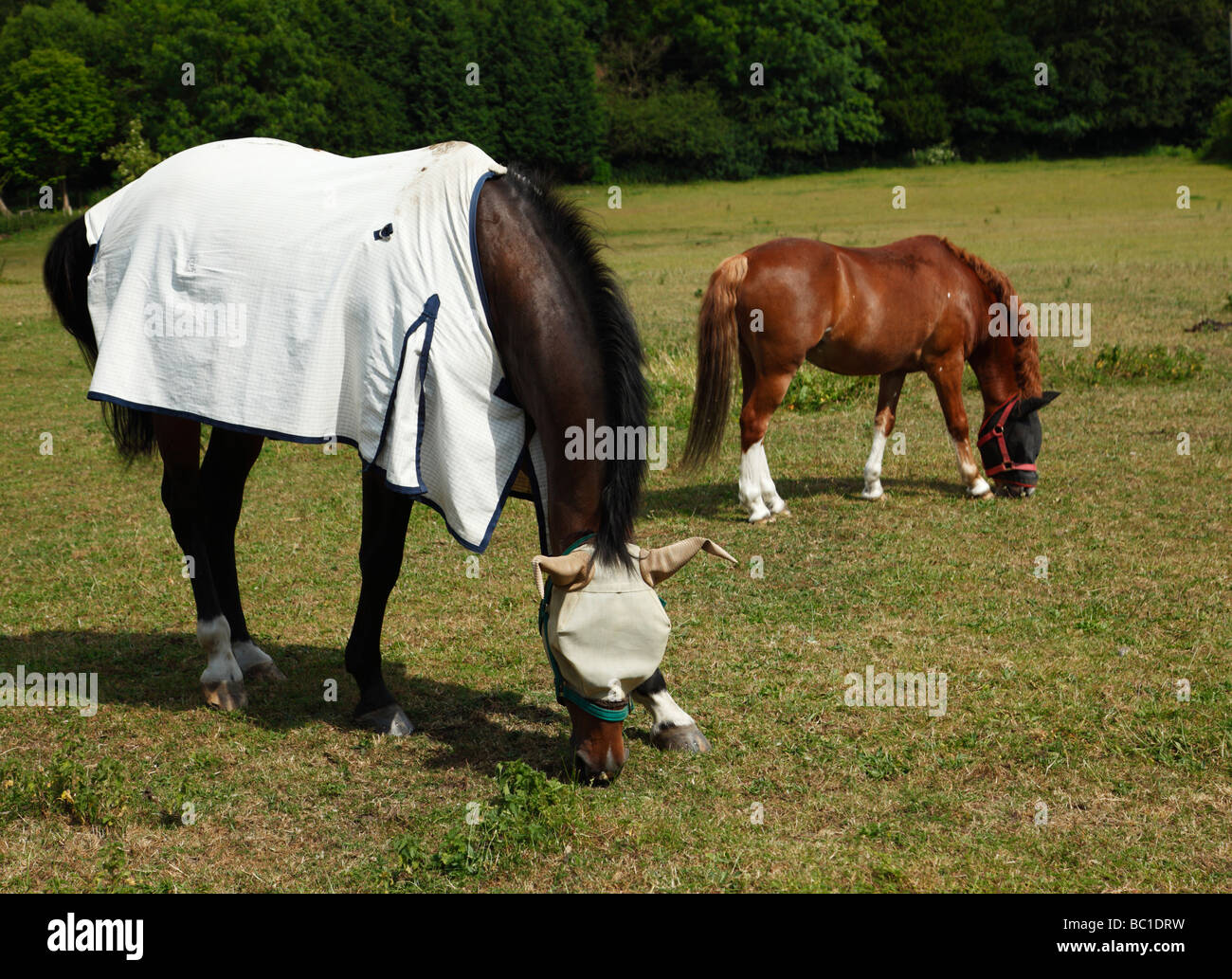 Zwei Pferde tragen ein Rambo Protector Pferdefliege Maske und Fliege Blatt Kent England UK Stockfoto