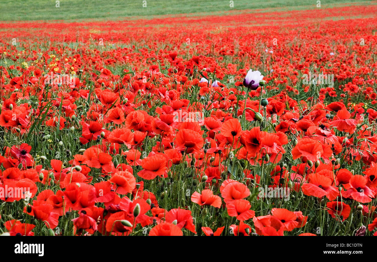 Lila und weißen Mohn unter ein Feld der rote Mohnblumen Stockfoto