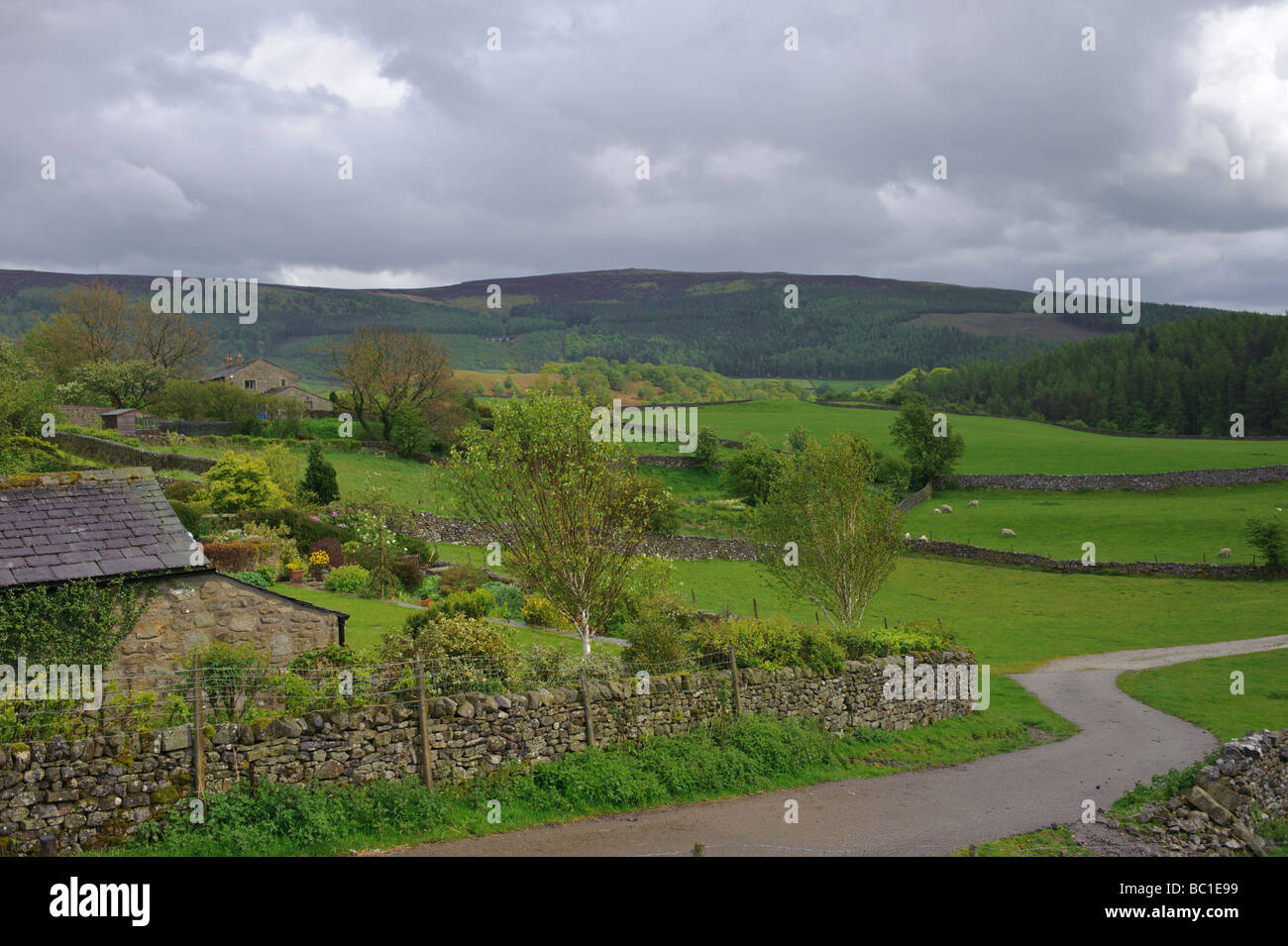 Die englische Landschaft in den York Dales mit Steinmauer und eine gewundene bundesweit durch Schafweiden Stockfoto