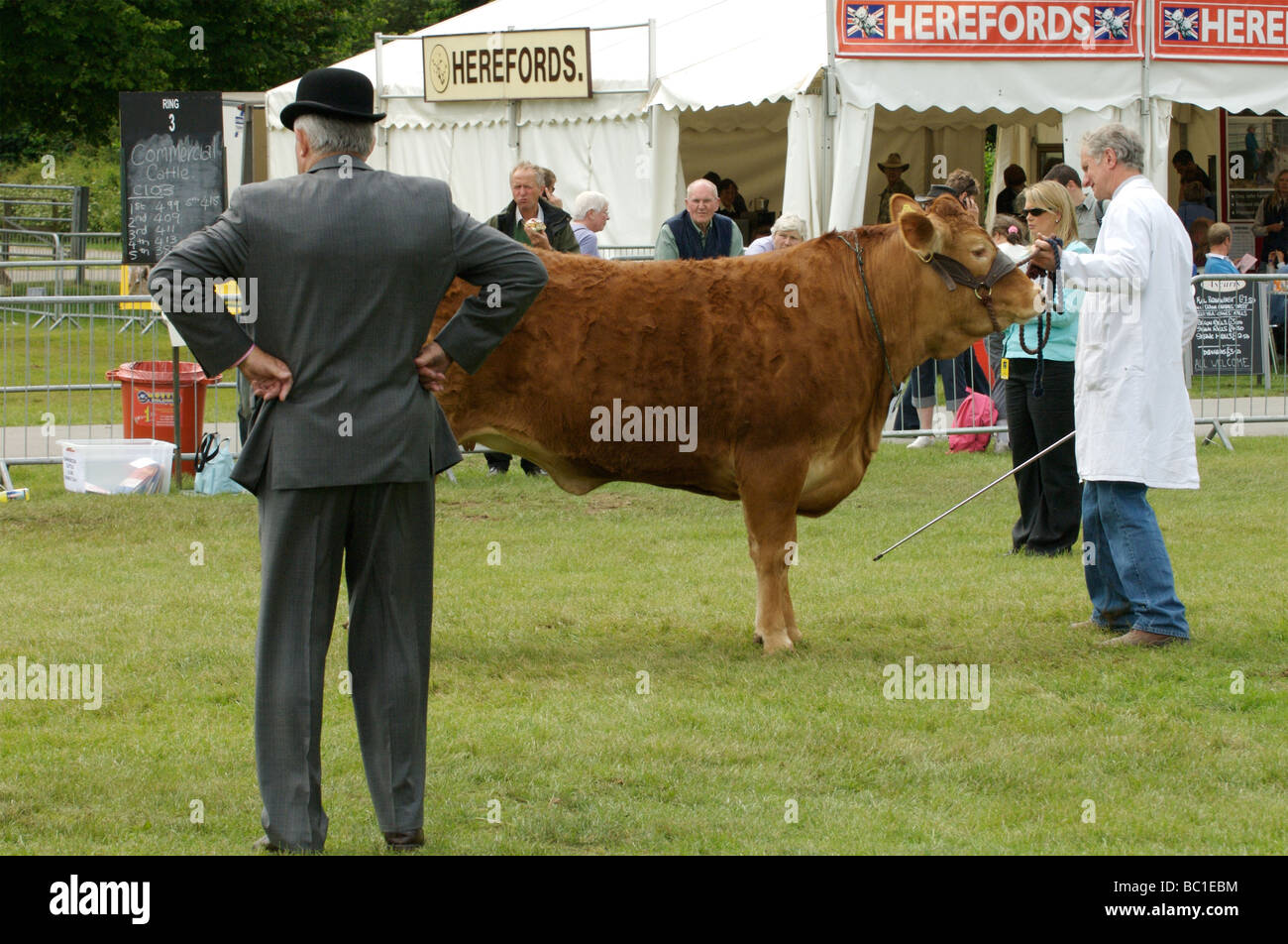 Bullen auf dem Display an den drei Landkreisen zeigen, Malvern Stockfoto