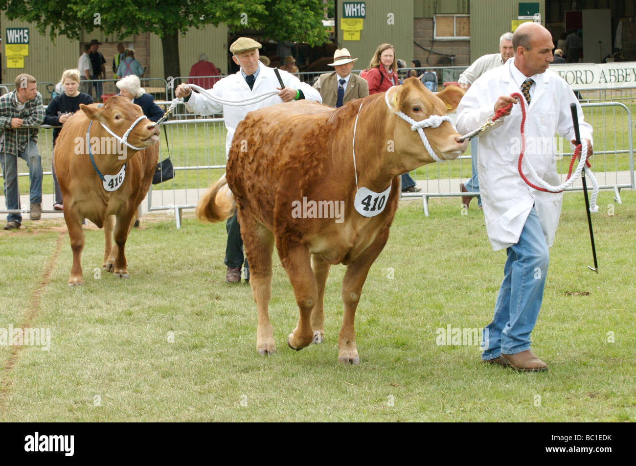 Bullen auf dem Display an den drei Landkreisen zeigen, Malvern Stockfoto