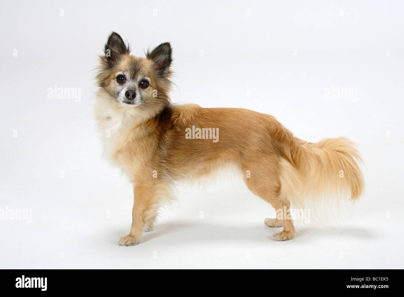 Chihuahua Langhaar 11 Jahre alte Seite Stockfoto