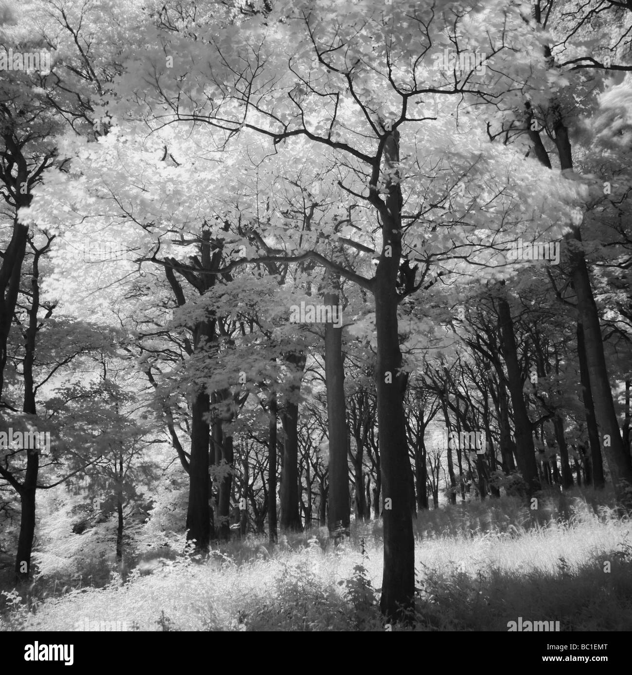 ENGLAND Tyne tragen Holywell Dene atmosphärischen Schwarz-Weiß Bild Steinbrücke und Wälder in Dene grenznaher Northumberland Stockfoto