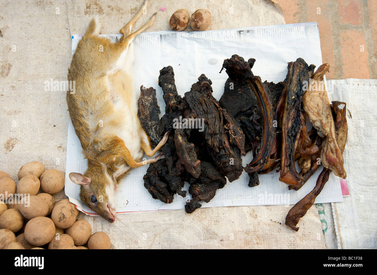 Dschungel-Essen zum Verkauf in Luang Prabang täglichen Lebensmittelmarkt Stockfoto